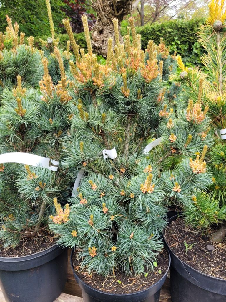 Pinus parviflora 'Bonnie Bergman' - Japanse witte den, Tuin en Terras, Volle zon, Vaste plant, Bloeit niet, Ophalen