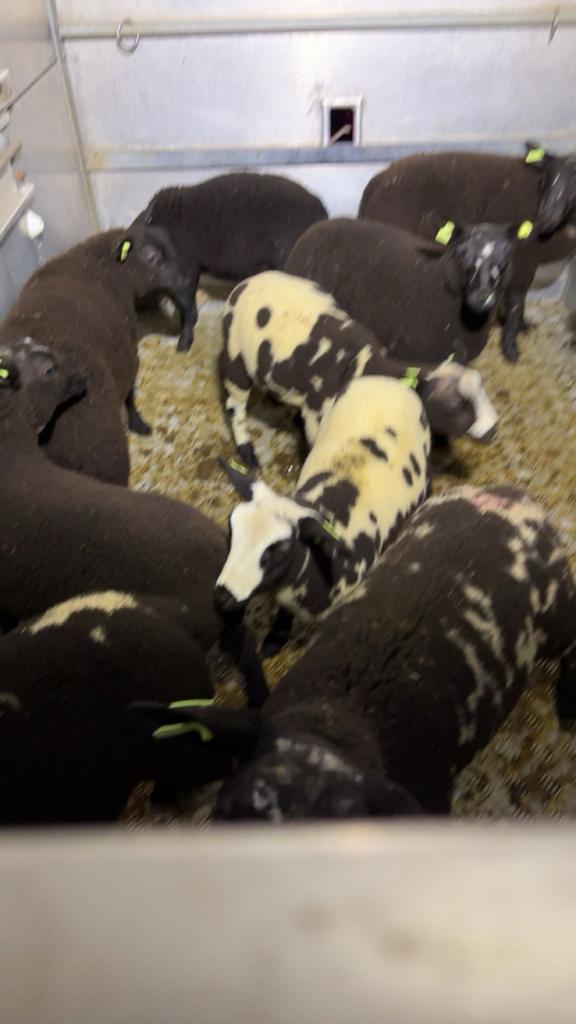 Gezocht weidelammeren!!, Dieren en Toebehoren, Schapen, Geiten en Varkens, Meerdere dieren