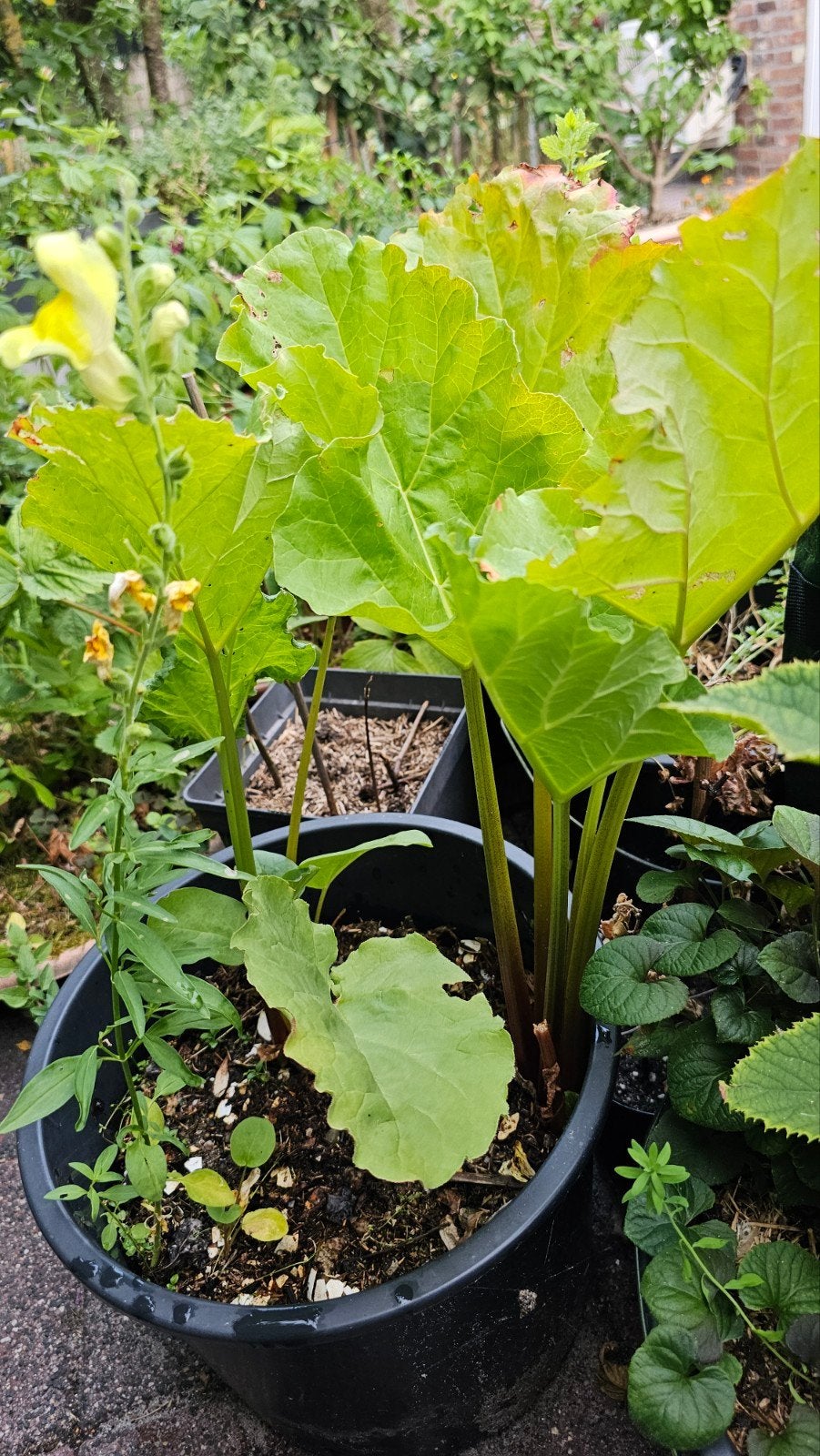 Rabarber zaad,vanaf het 2e jaar pas oogsten., Tuin en Terras, Planten | Tuinplanten, Overige soorten, Volle zon, Vaste plant, Verzenden