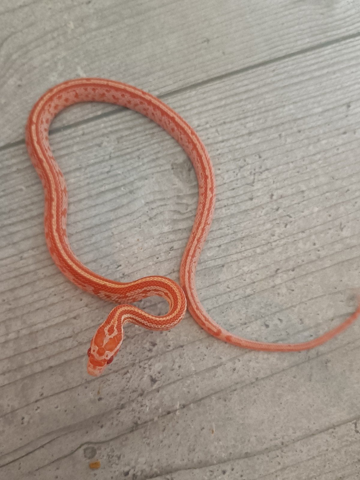 jonge rattenslangen Rat Snake - unknown for sale from Andre
