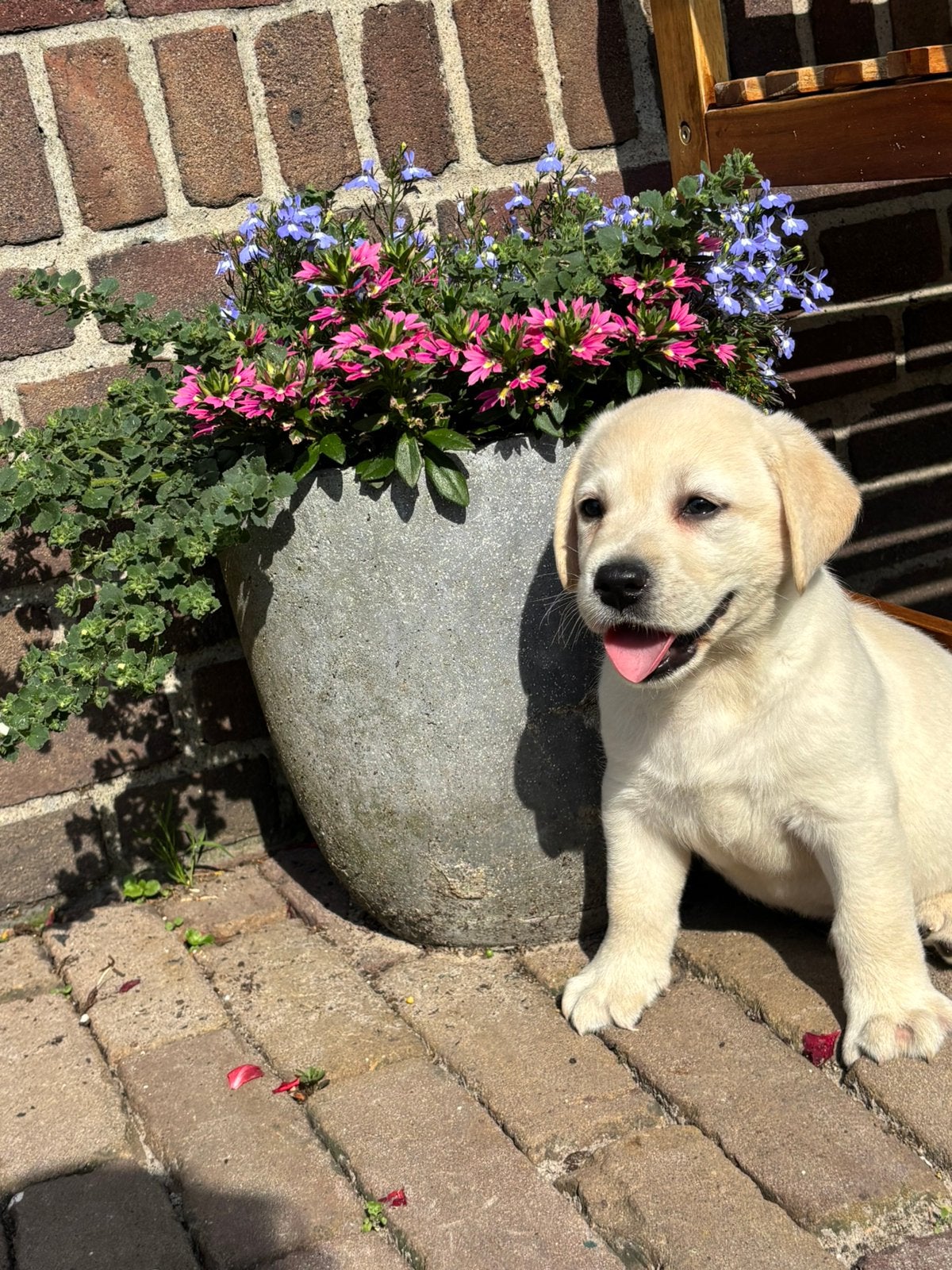 Gele Labrador pups, Parvo, Nederland, 8 tot 15 weken, Labrador retriever