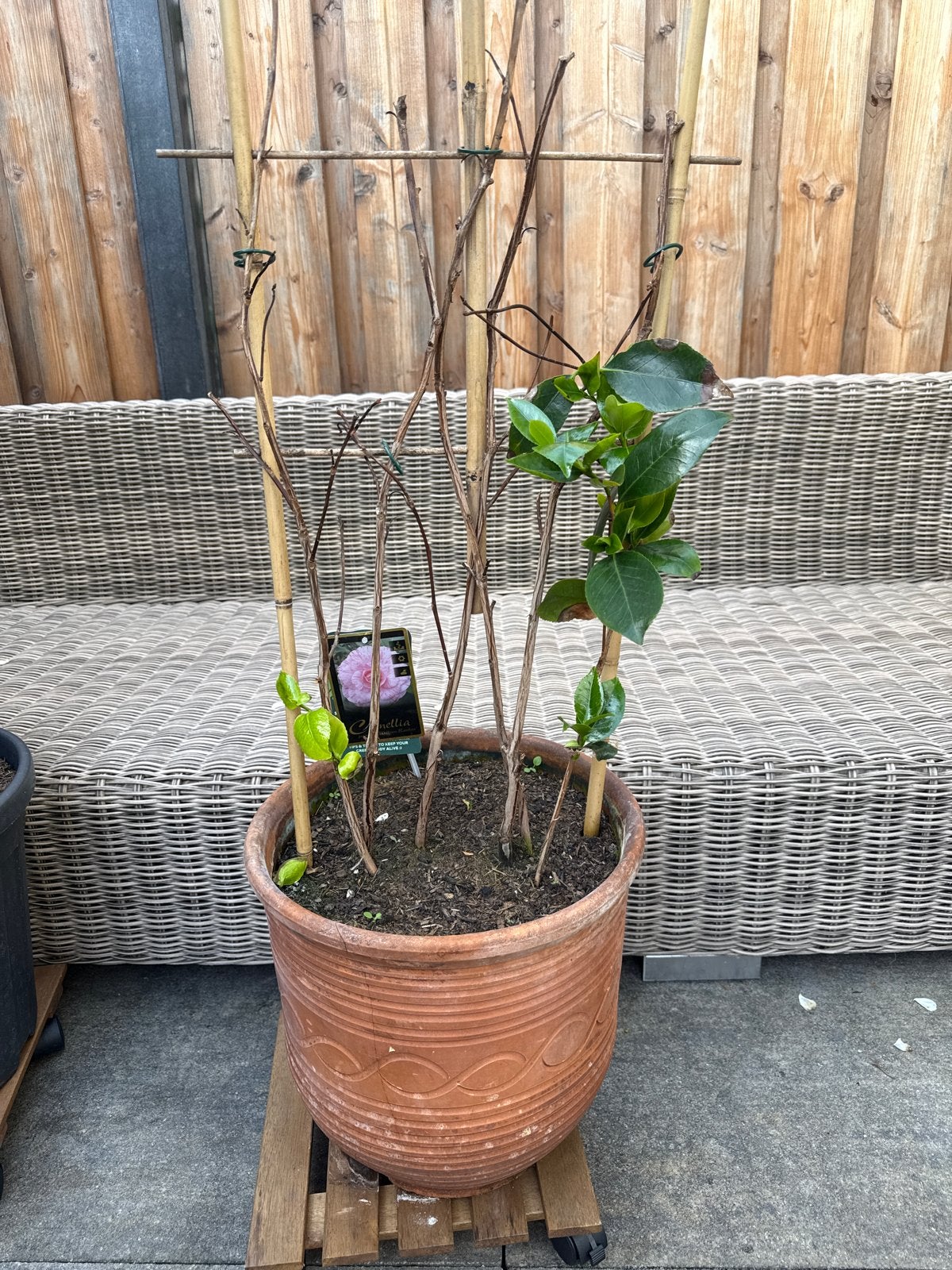 Camellia Japonica 'William Bartlett' in terracotta pot, Vaste plant, Halfschaduw, Lente, Ophalen
