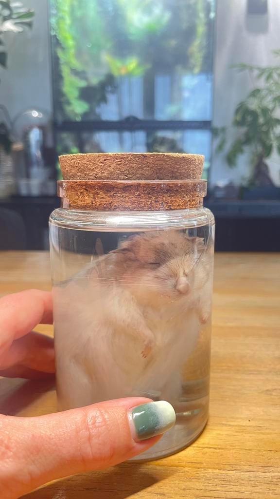 Gerbil op sterk water, Verzamelen, Dierenverzamelingen, Ophalen, Nieuw, Opgezet dier