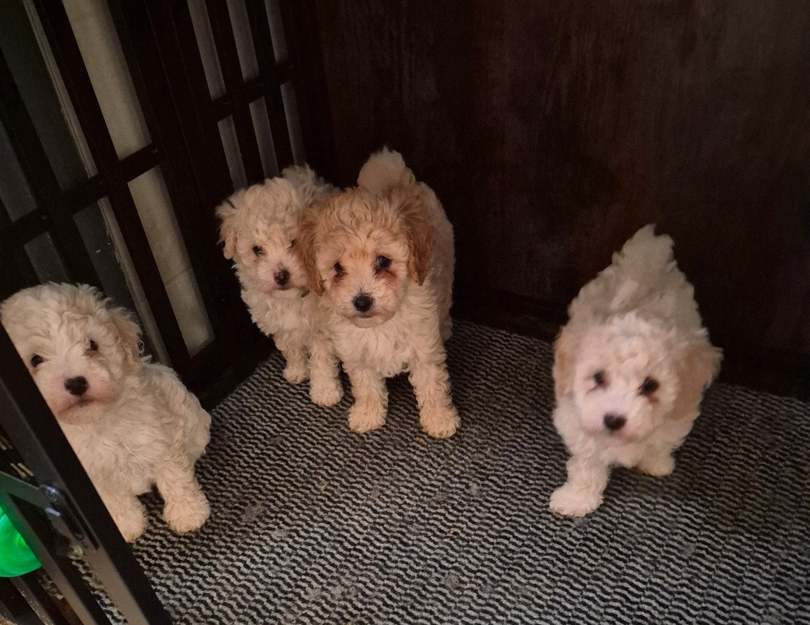 Maltipoo pups 3 teefjes  1 reutje. mooie gezonde pupjes, Parvo, Overige rassen, 8 tot 15 weken, Meerdere