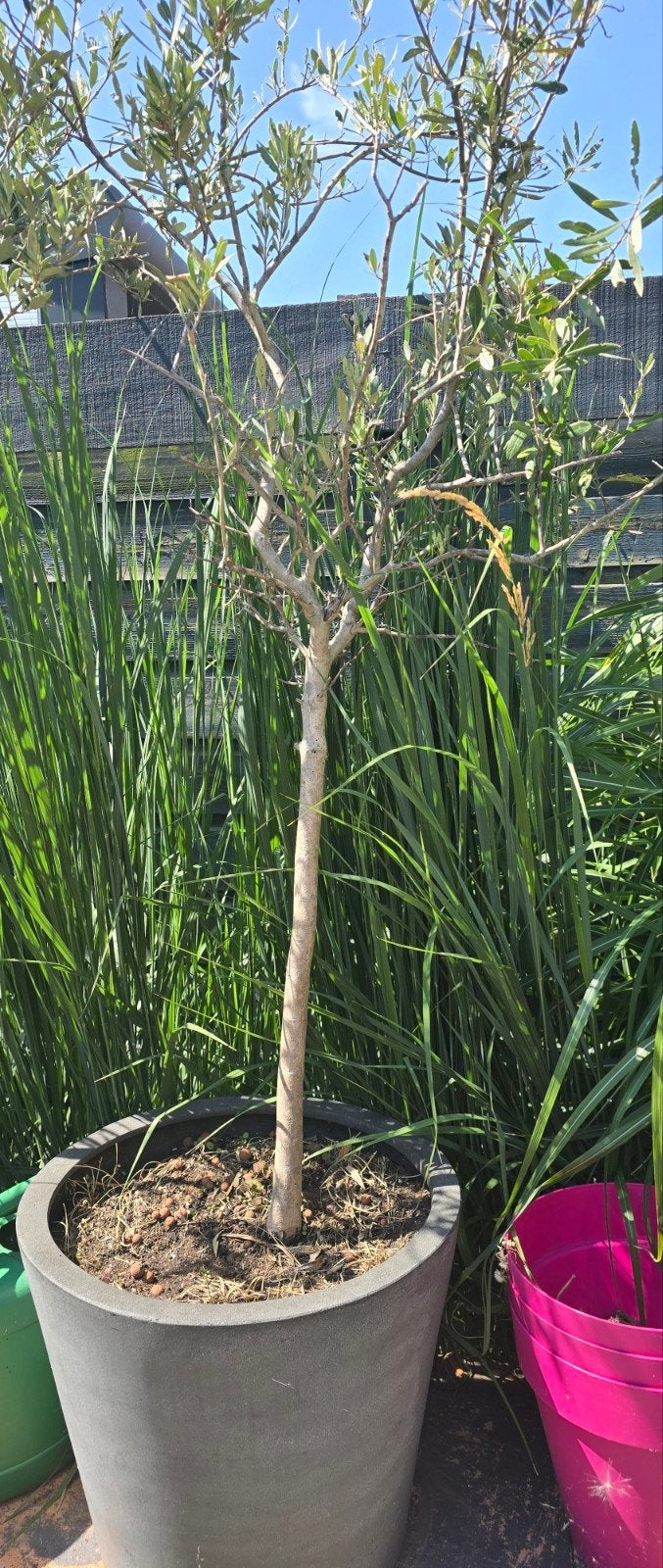 Olijf boom, Tuin en Terras, Planten | Bomen, Ophalen, Volle zon, Overige soorten, 100 tot 250 cm