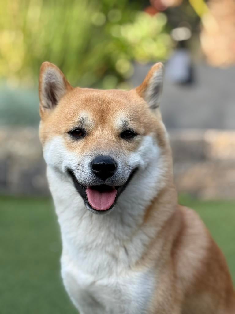 Shiba Inu Dekreu – Lief, sociaal en gezond, Dieren en Toebehoren, Parvo, Reu, 1 tot 2 jaar, Eén hond