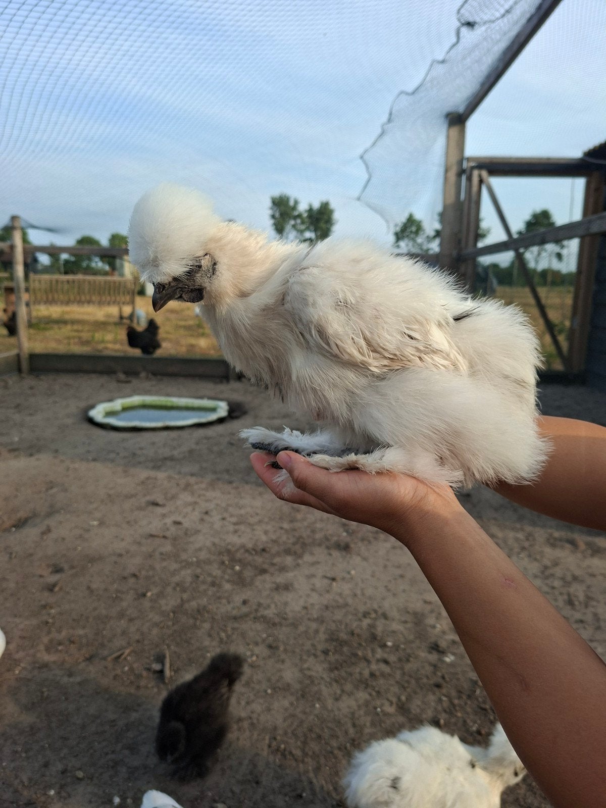 Mooi zijdenhoen haantje, Dieren en Toebehoren, Pluimvee, Mannelijk, Kip