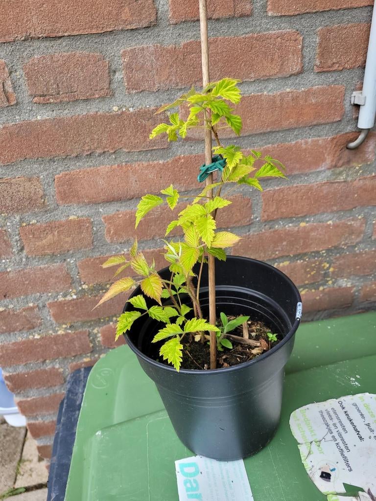 Framboos rood, Minder dan 100 cm, Overige soorten, Volle zon, In pot