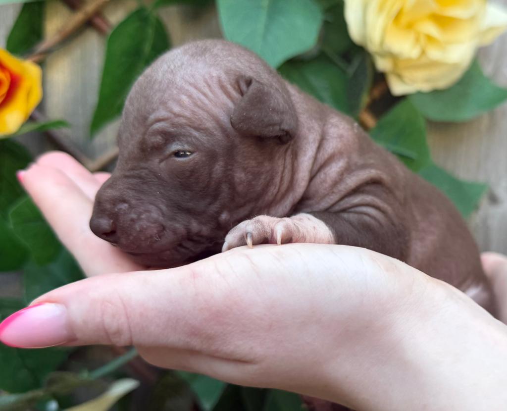 American hairless terrier / naakthond, Parvo, Overige rassen, 8 tot 15 weken, Meerdere
