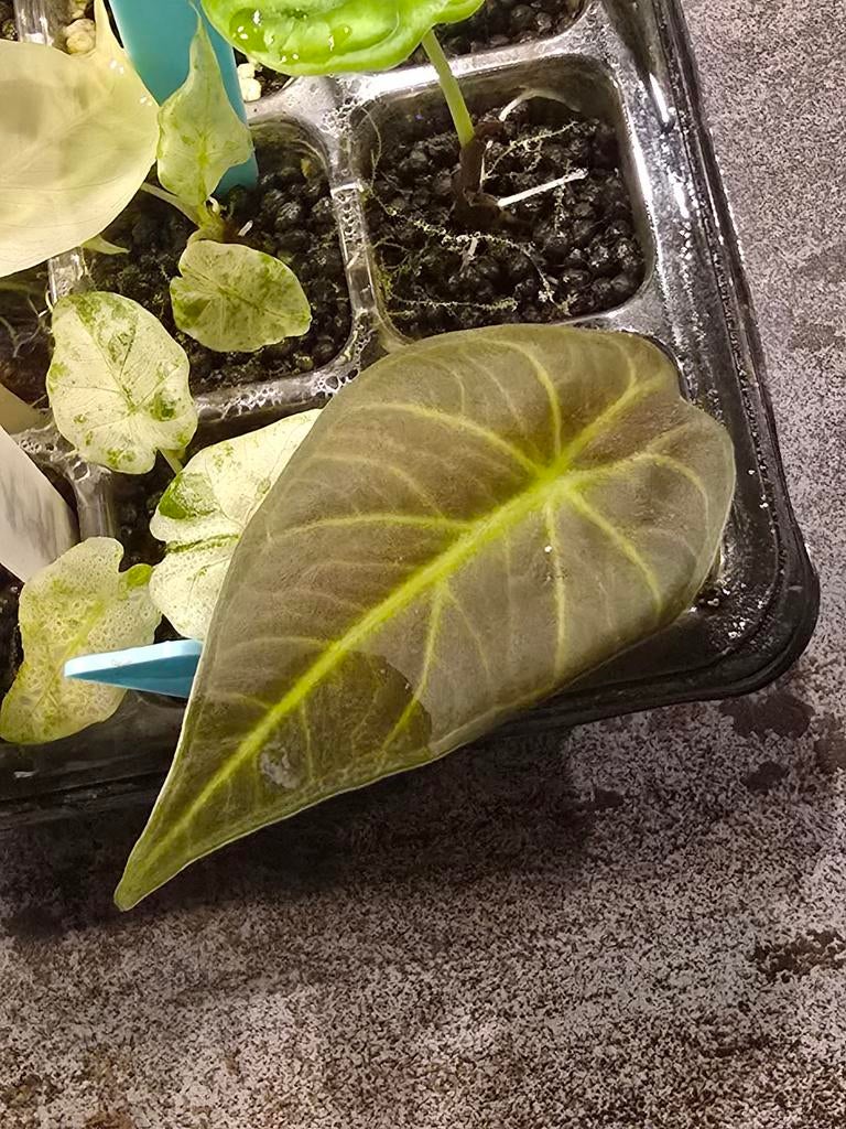 Alocasia Regal Shields, Huis en Inrichting, Kamerplanten, Ophalen of Verzenden, Halfschaduw, Minder dan 100 cm