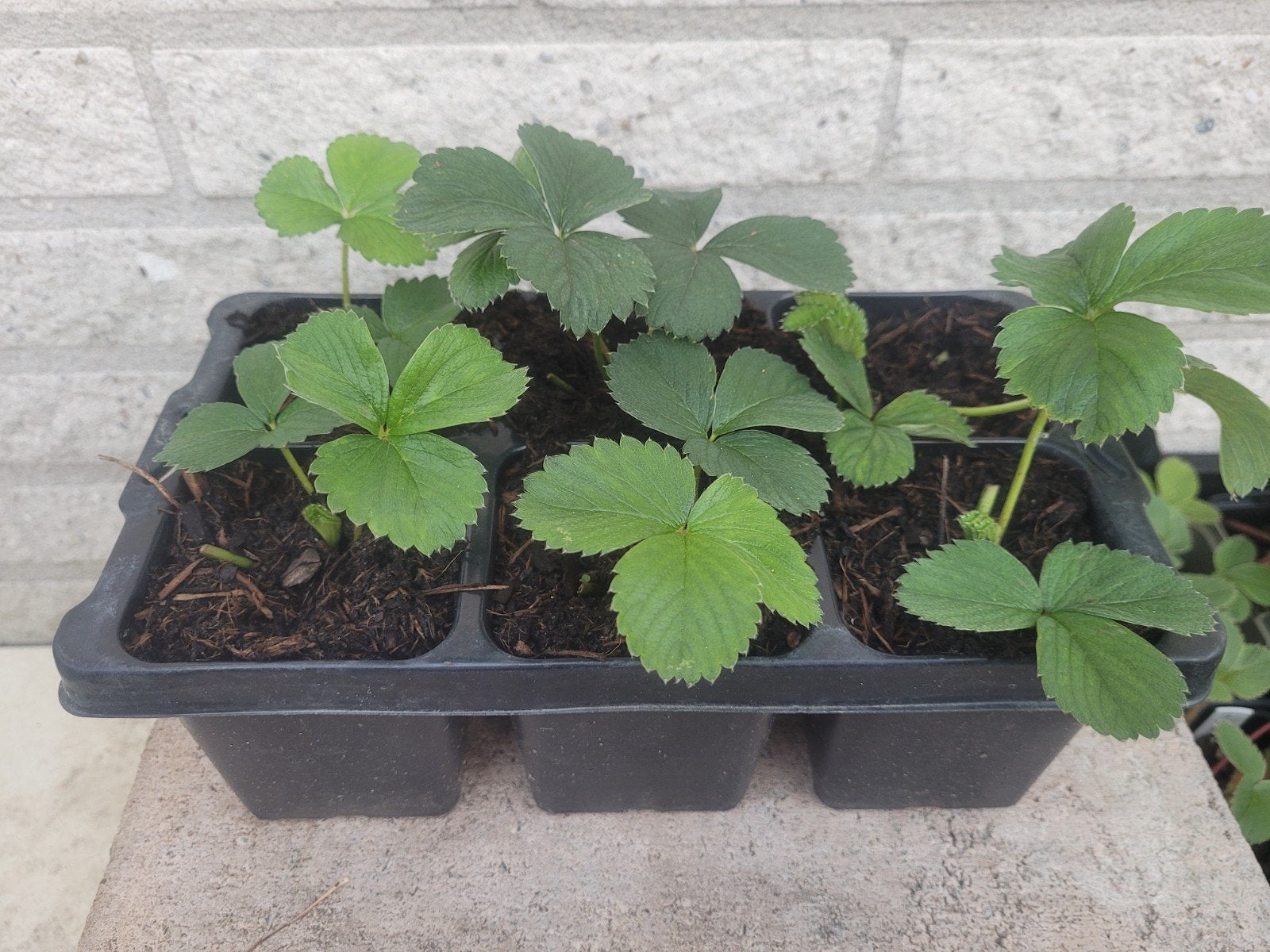 Ananas aardbei bio, Tuin en Terras, Planten | Tuinplanten, Ophalen, Volle zon