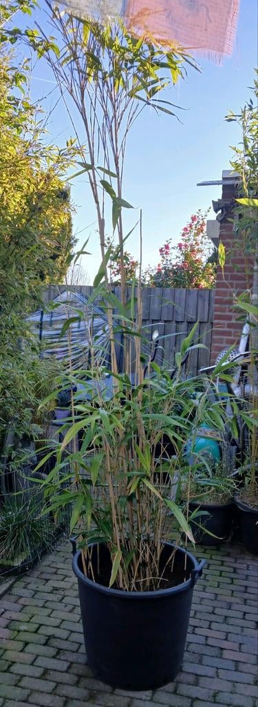 ✅️ Bamboe grootbladerig woekerend, Ophalen, Bamboe, Haag, 250 cm of meer