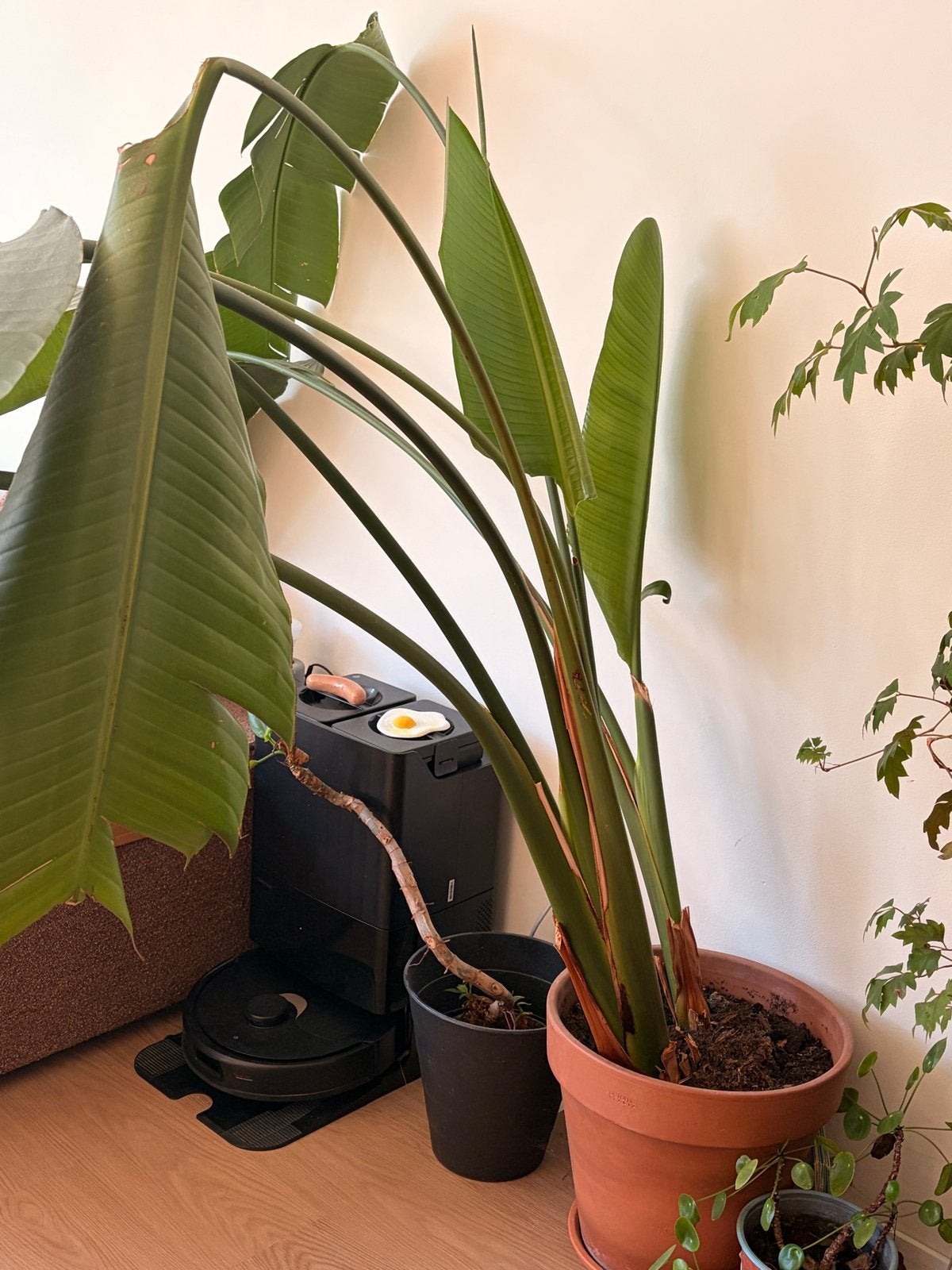 Strelitzia Nicolai - Paradijsvogelplant, house plant, Tuin en Terras, Volle zon, Vaste plant, Zomer, Ophalen