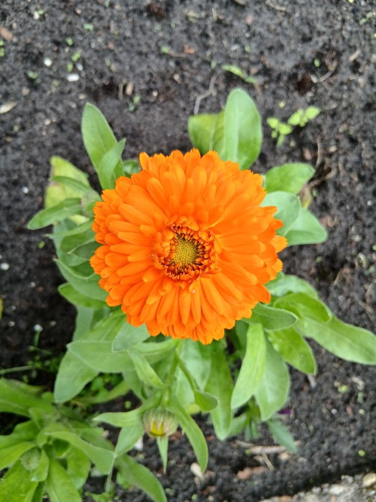 Goudsbloem, Overige soorten, Volle zon, Vaste plant, Ophalen of Verzenden