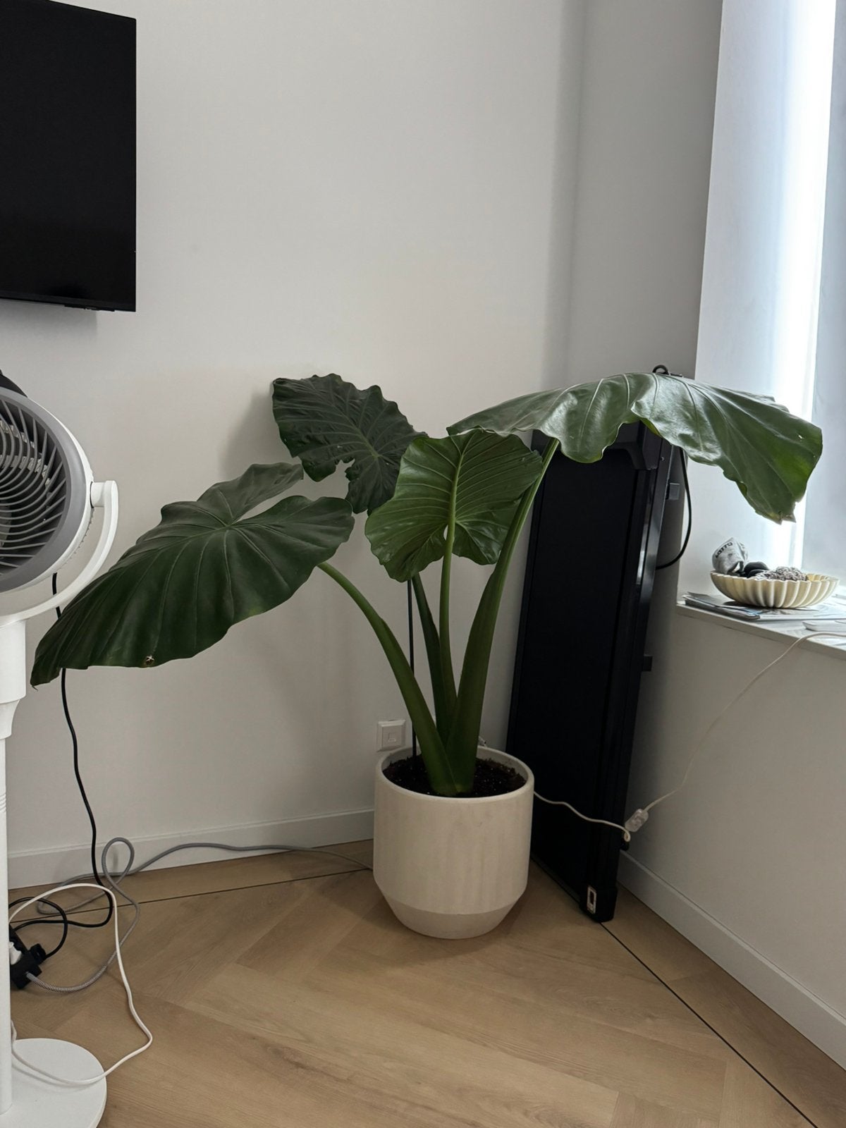 Grote Alocasia gratis af te halen, Ophalen, Halfschaduw, Minder dan 100 cm