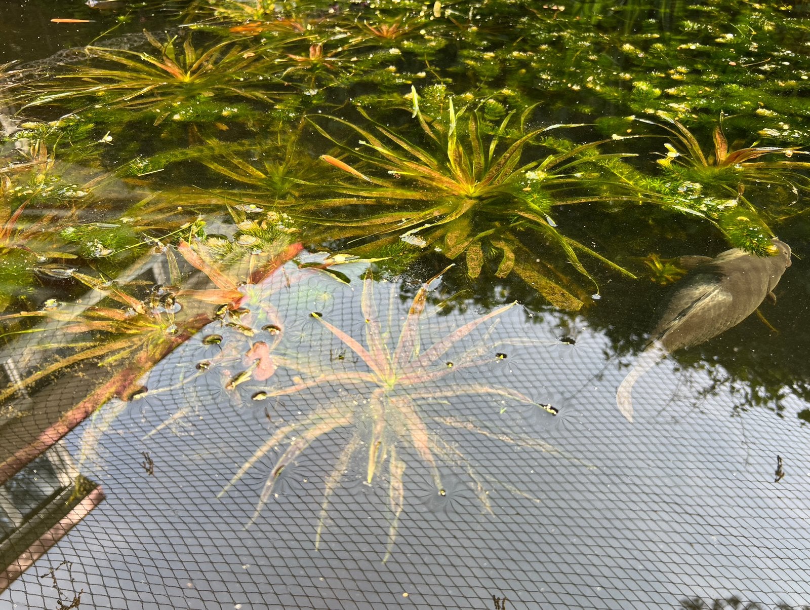 Krabbescheer zuurstofplant, Ophalen, Zo goed als nieuw