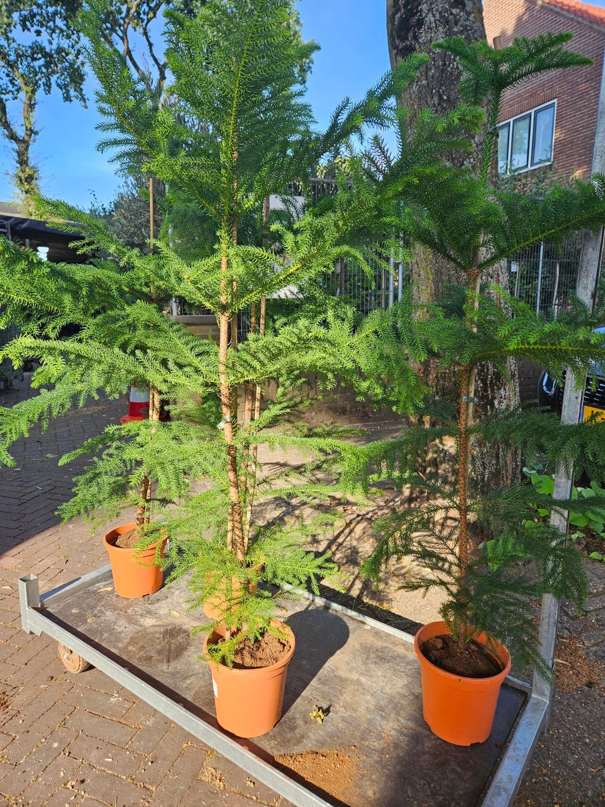 Kamerden +/- 140cm hoog - Mediterraan tintje voor uw huis
