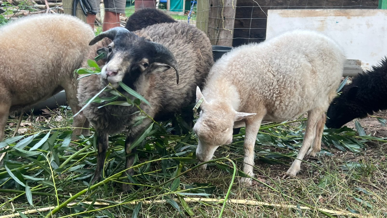 Ouessant ooi, Meerdere dieren, Schaap