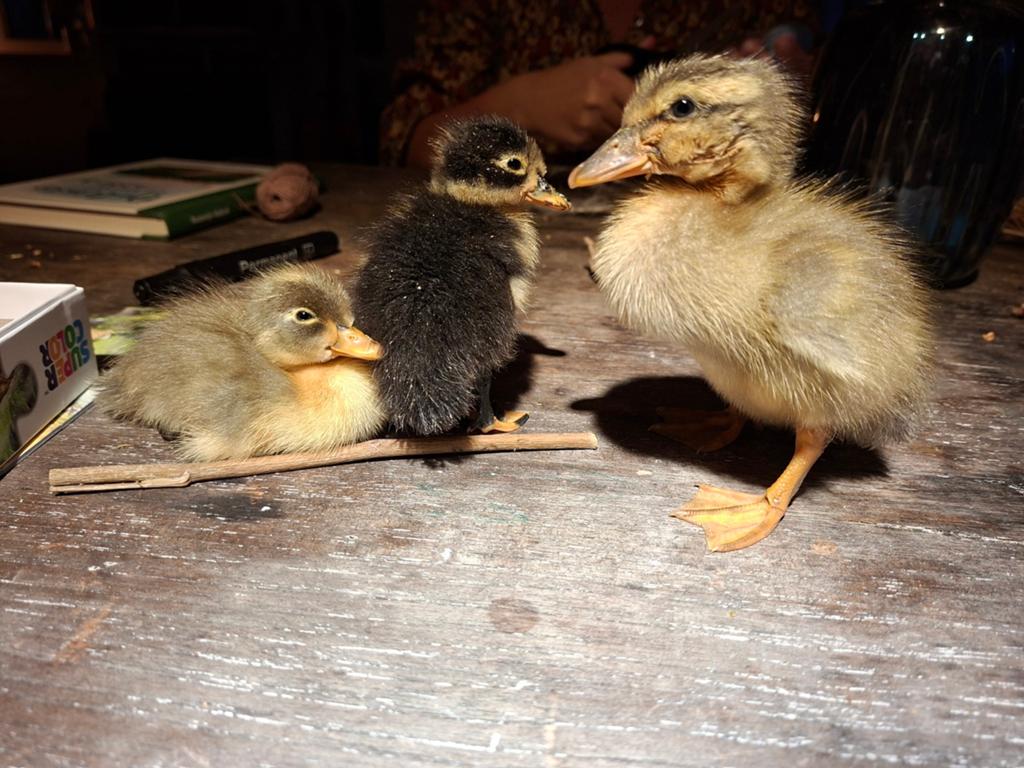 Loopeend kuikens, Dieren en Toebehoren, Pluimvee, Meerdere dieren, Eend