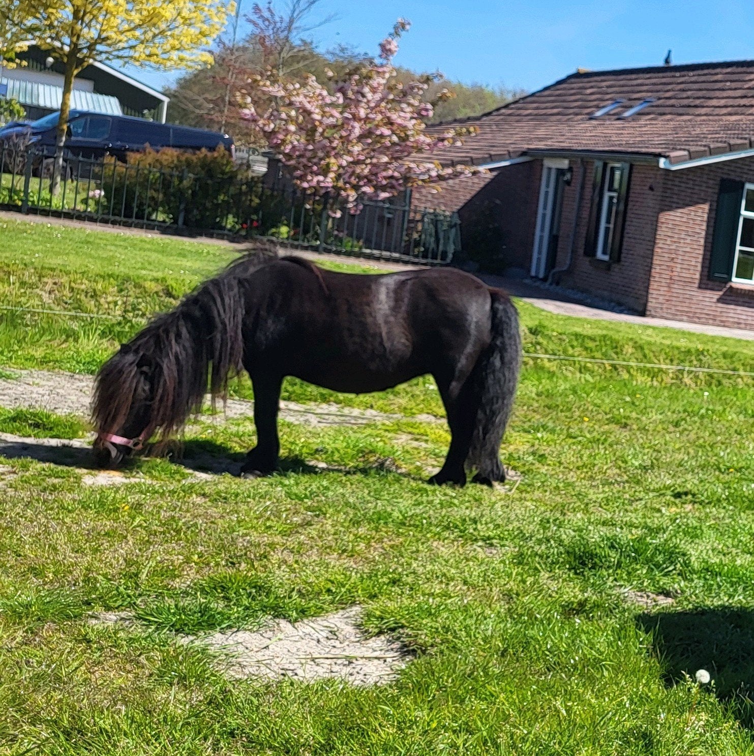Shetlander merrie, Dieren en Toebehoren, Pony's, Merrie, Onbeleerd, A pony (tot 1.17m), Recreatiepony, 11 jaar of ouder, Gechipt