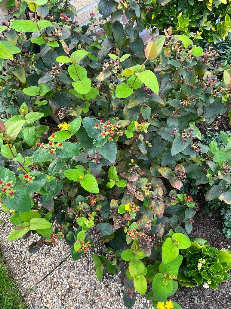 Hypericum / Hertshooi, Ophalen, Overige soorten, Struik, 100 tot 250 cm