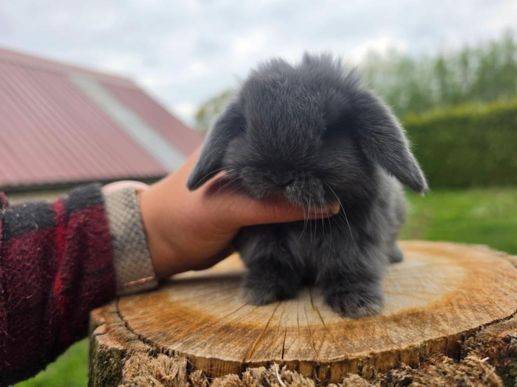 Prachtig raszuiver minilop rammetje, Dieren en Toebehoren, Mannelijk, Dwerg