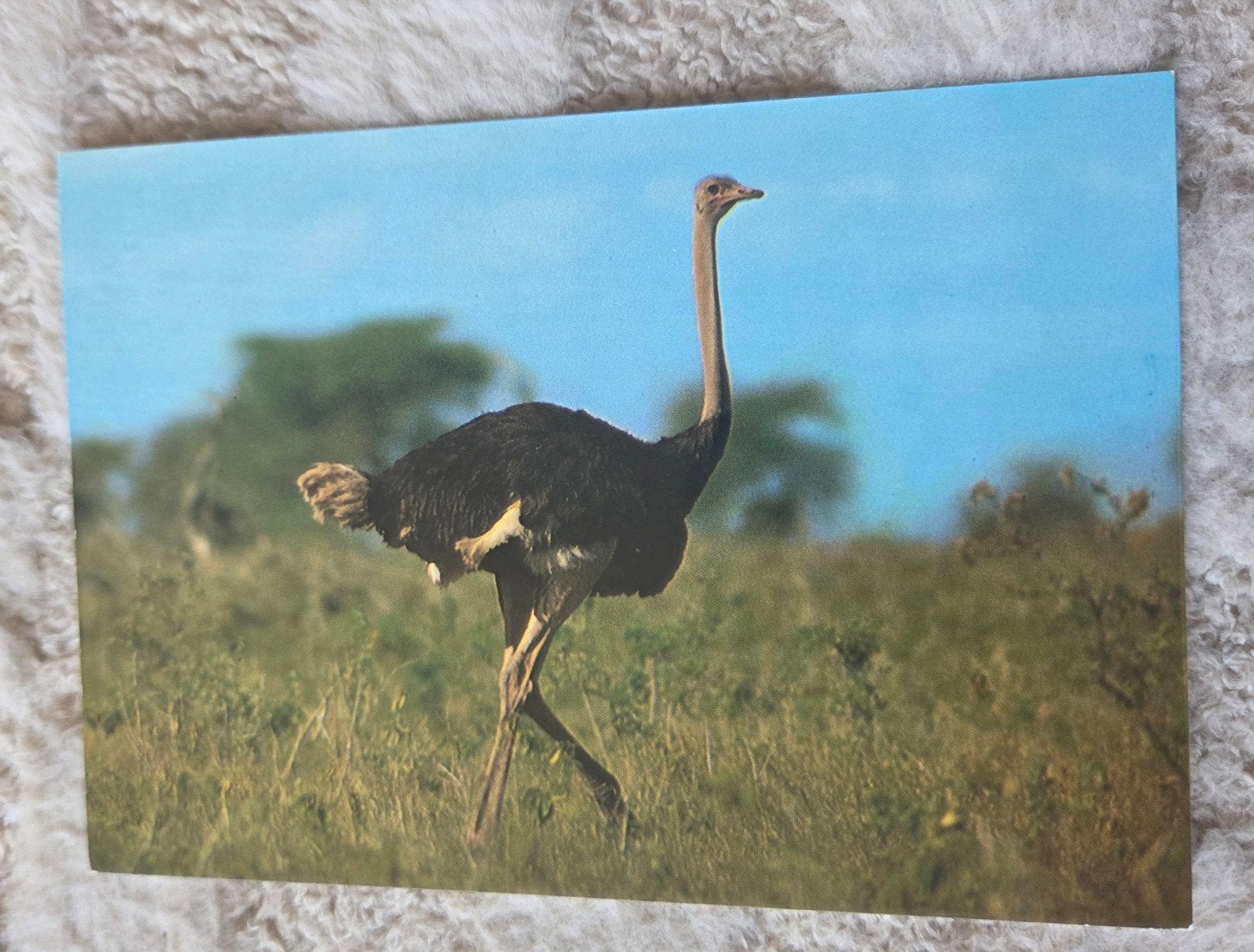 Vintage Ansichtkaart Struisvogel, Verzenden, 1960 tot 1980, Ongelopen, Wild dier