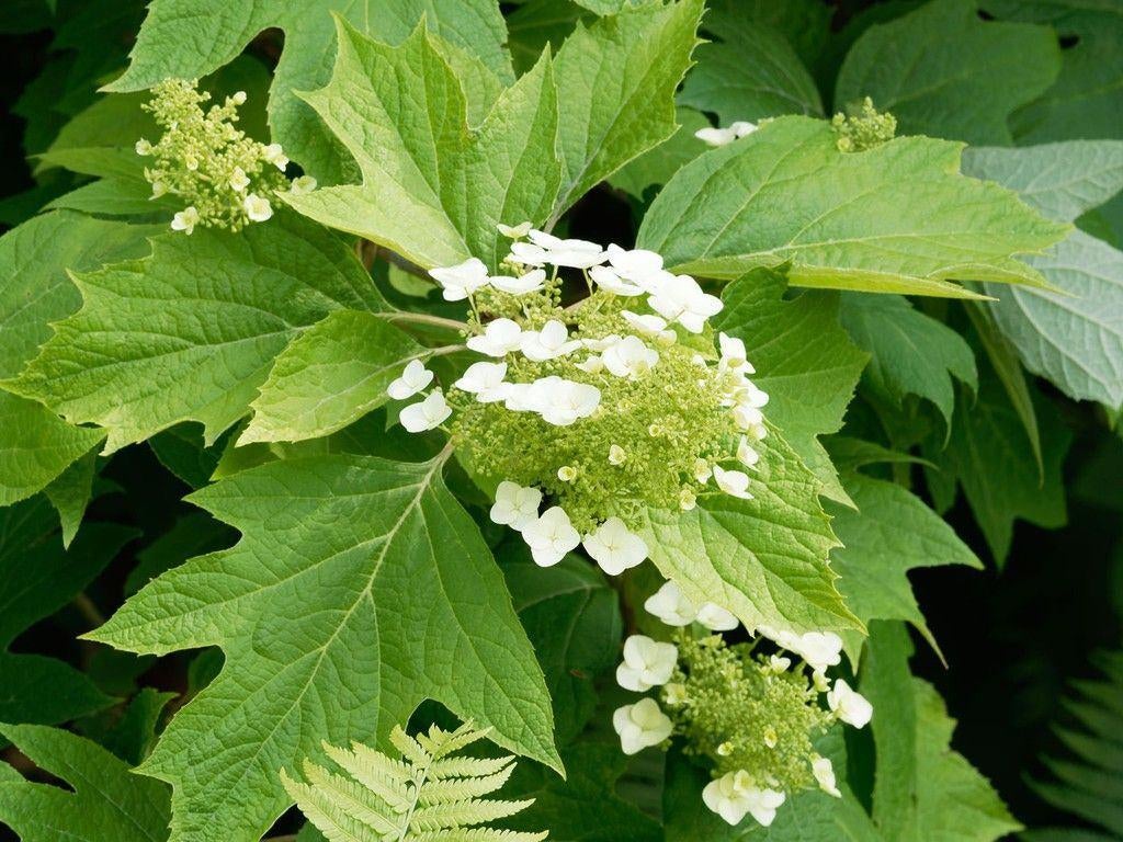 Hydrangea quercifolia (Eikenbladhortensia), Tuin en Terras, Vaste plant, Halfschaduw, Zomer, Ophalen