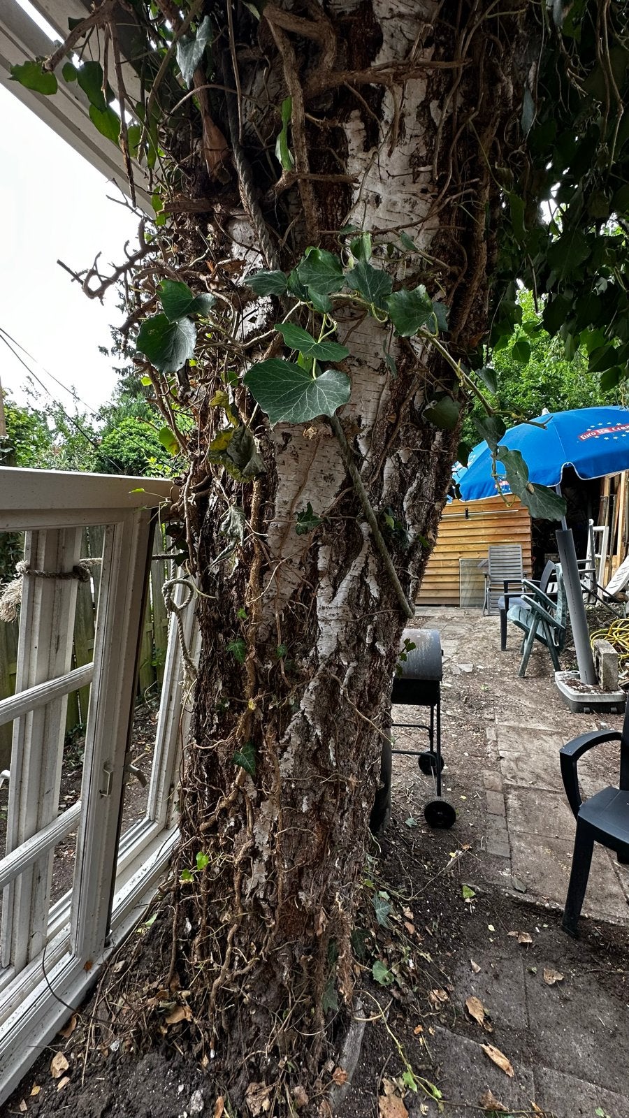 Berkenhout boomstam 18 meter Ø 130 cm haardhout zaaghout, Tuin en Terras, Planten | Bomen, Overige soorten, Lente, 400 cm of meer