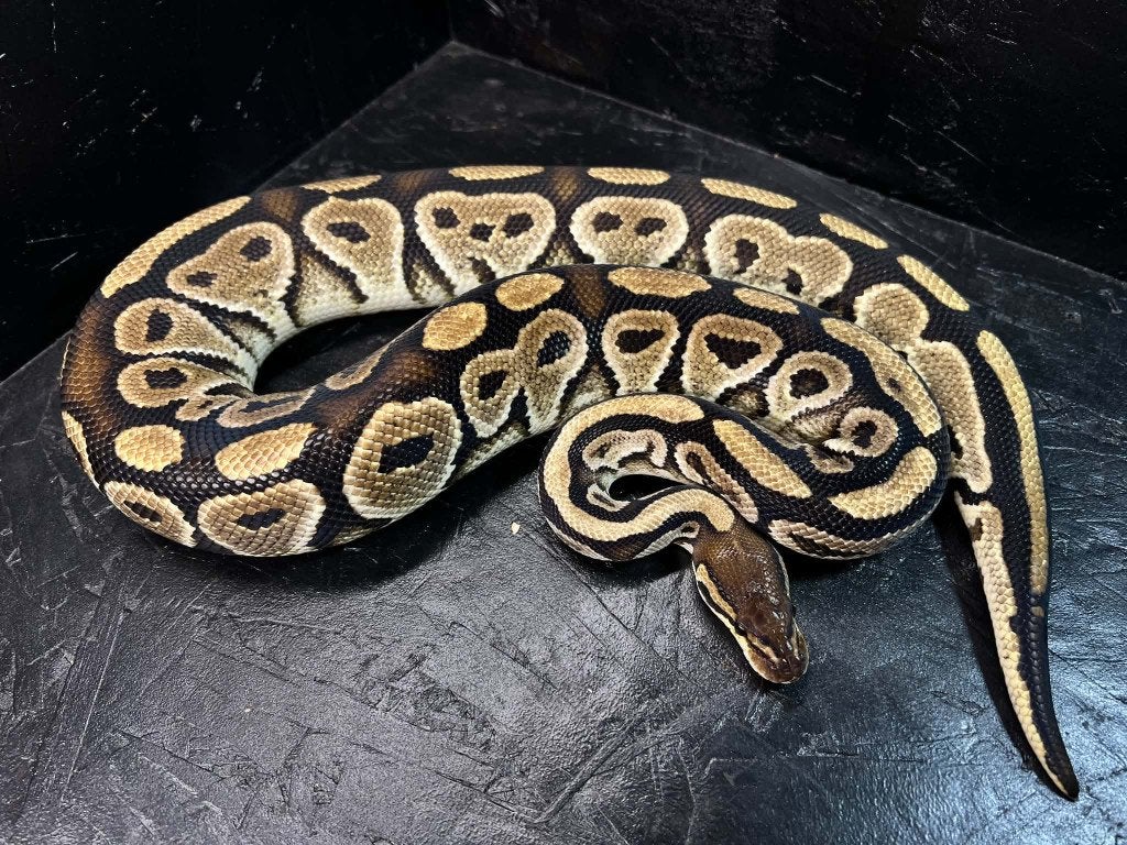 Ball python 1.0 Bongo pastel het clown bewezen (HOUTEN), Dieren en Toebehoren, Slang, Tam, 0 tot 2 jaar