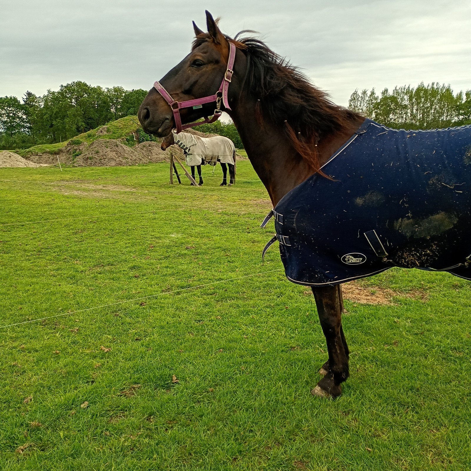 Beleren en meer voor pony s, Dieren en Toebehoren, Toebehoren, 1 paard of pony