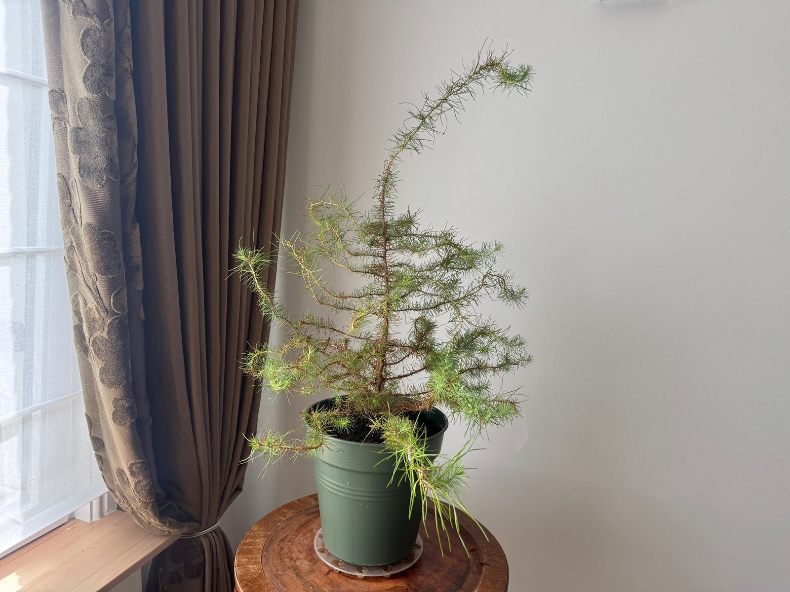 Kerstboom in pot Japanse Ceder (Cryptomeria japonica), Ophalen