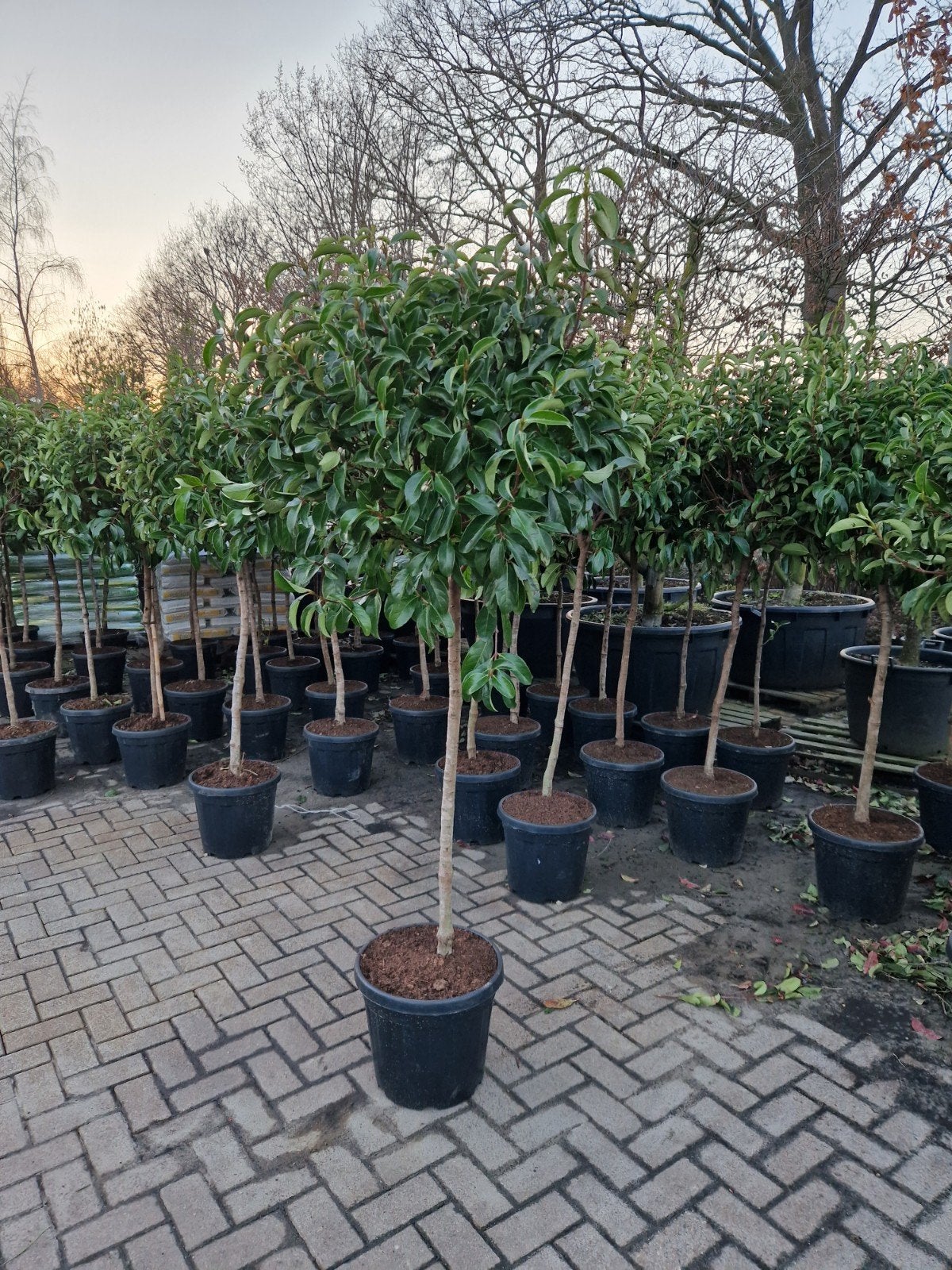 Viburnum Tinus Lucidum op Stam - Groenblijvend, Tuin en Terras, Ophalen, Overige soorten, Struik, 100 tot 250 cm