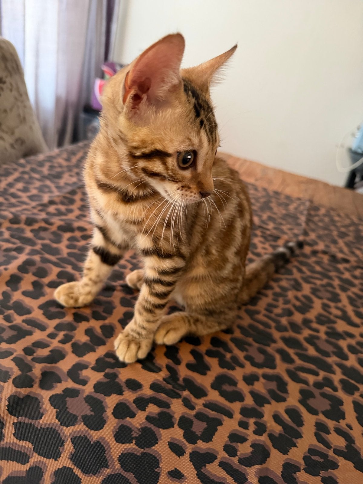 Kitten poes bengaal, Poes, Kortharig, 0 tot 2 jaar