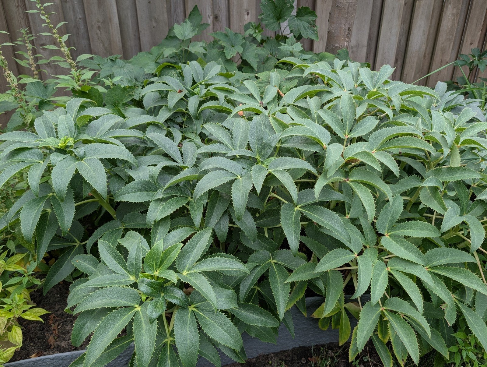Helleborus (Nieskruid) - Winterbloeier, Ophalen of Verzenden, Vaste plant, Overige soorten