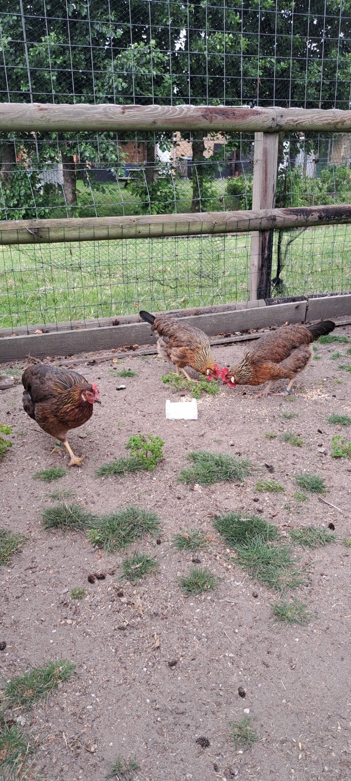 3 legkippen, Dieren en Toebehoren, Pluimvee, Kip, Vrouwelijk