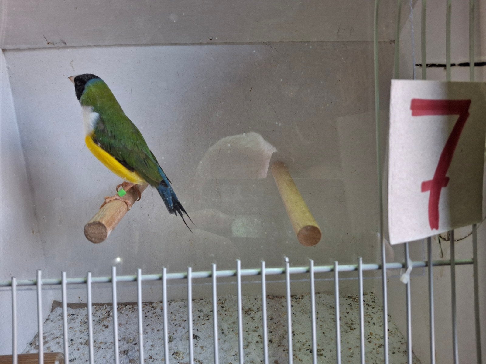 Gouldamadine, Dieren en Toebehoren, Vogels | Overige Vogels, Mannelijk, Tropenvogel, Geringd