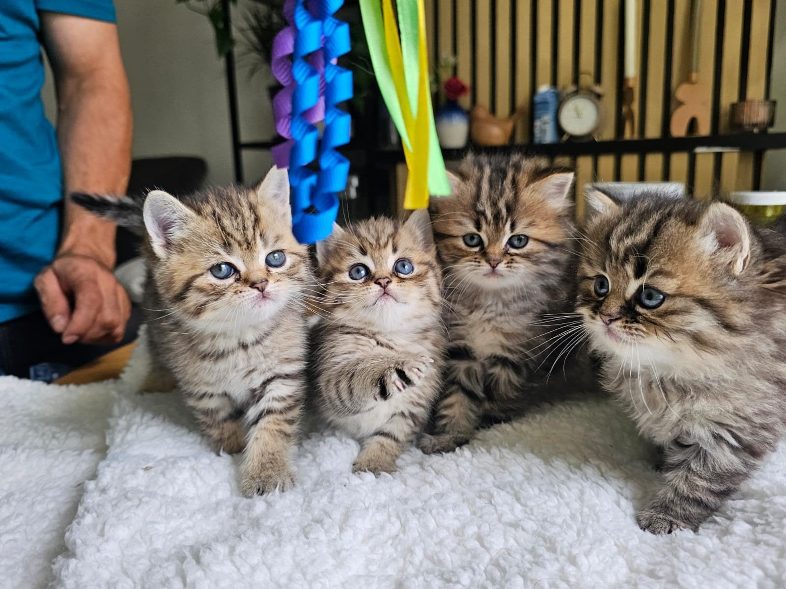 Kitten te koop, Meerdere dieren