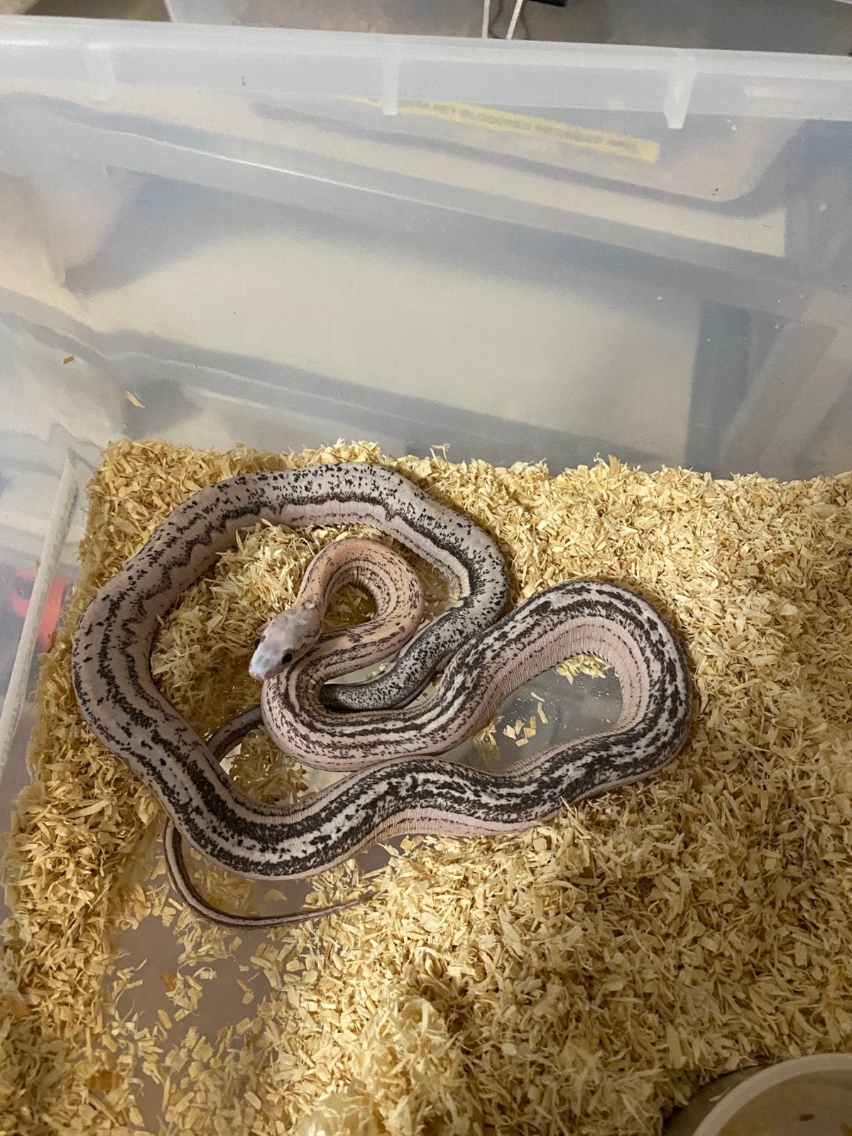 Haakneuzen en korenslangen Corn Snake photo 10