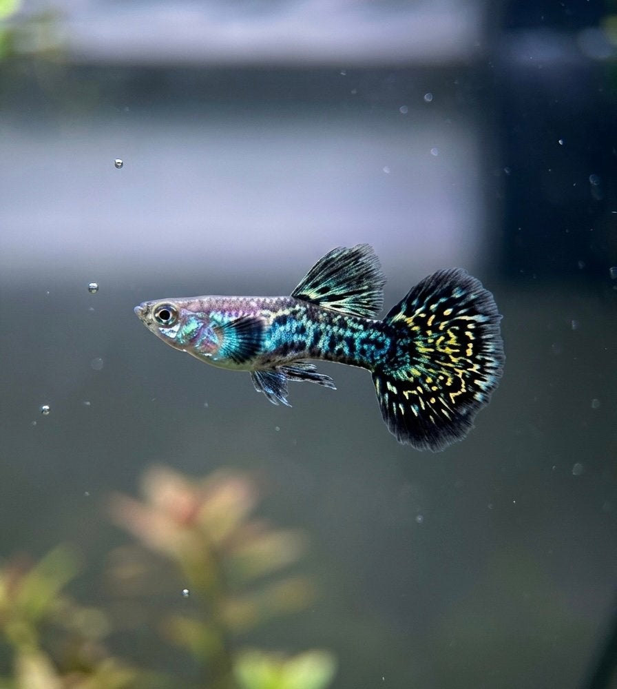 🐟 Aanbieding! Raszuivere Green Dragon SS Dumbo Ear Guppy’s, Vis