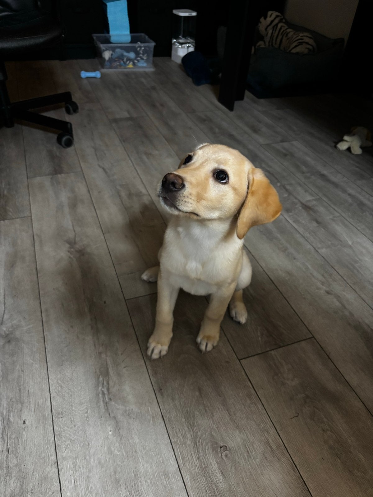 Labrador puppy, Dieren en Toebehoren, CDV (hondenziekte), 8 tot 15 weken, Teef, Eén hond