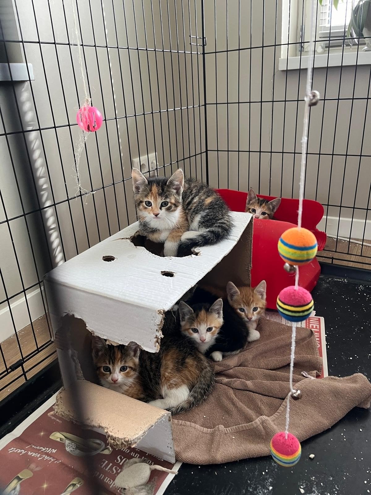 5 schattige kittens (4 lapjespoesjes en 1 rode kater), Meerdere dieren, Kortharig, 0 tot 2 jaar