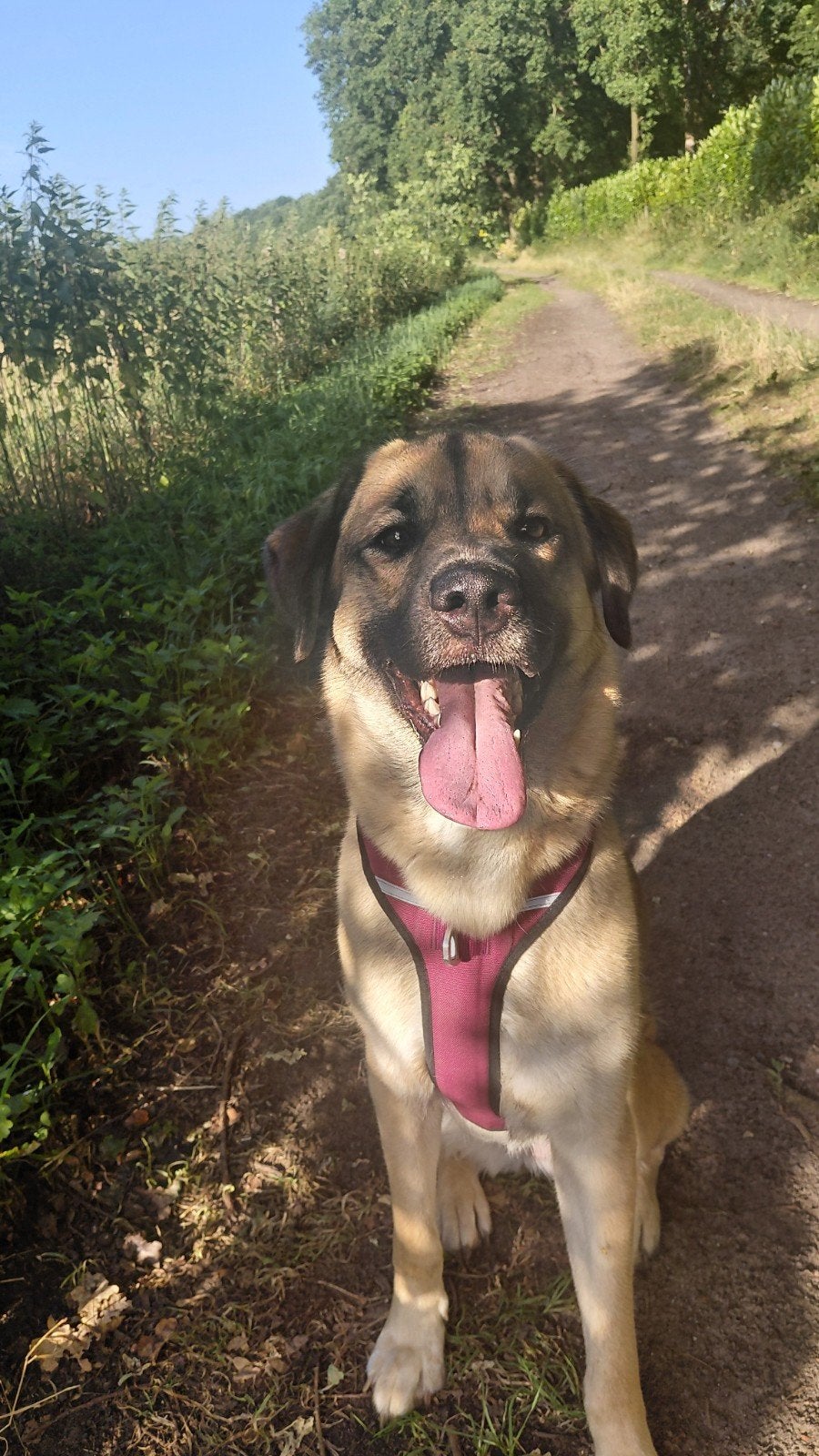 Herder x Labrador teefje zoekt een goud mandje, Dieren en Toebehoren, Honden | Niet-rashonden, Particulier, 1 tot 2 jaar, Teef