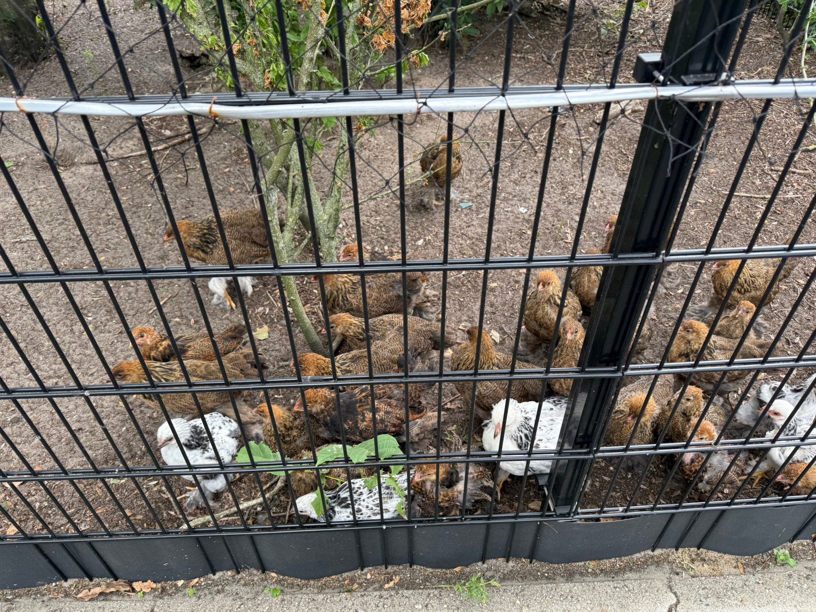 Brahma kippen kuikens grote, Dieren en Toebehoren, Meerdere dieren, Kip