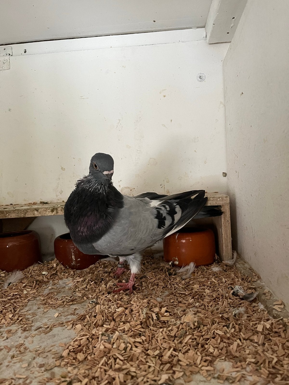 Canario kropper 2026, Dieren en Toebehoren, Mannelijk, Kropper