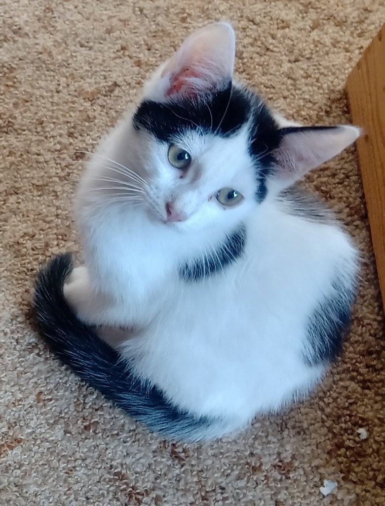 Kittens aangeboden, Dieren en Toebehoren, Katten en Kittens | Raskatten | Korthaar, Meerdere dieren, Ontwormd, 0 tot 2 jaar