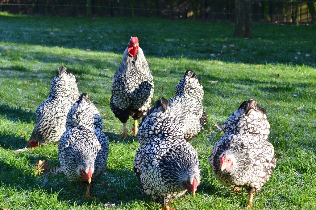 Wyandotte krielen, Dieren en Toebehoren, Pluimvee, Meerdere dieren, Kip