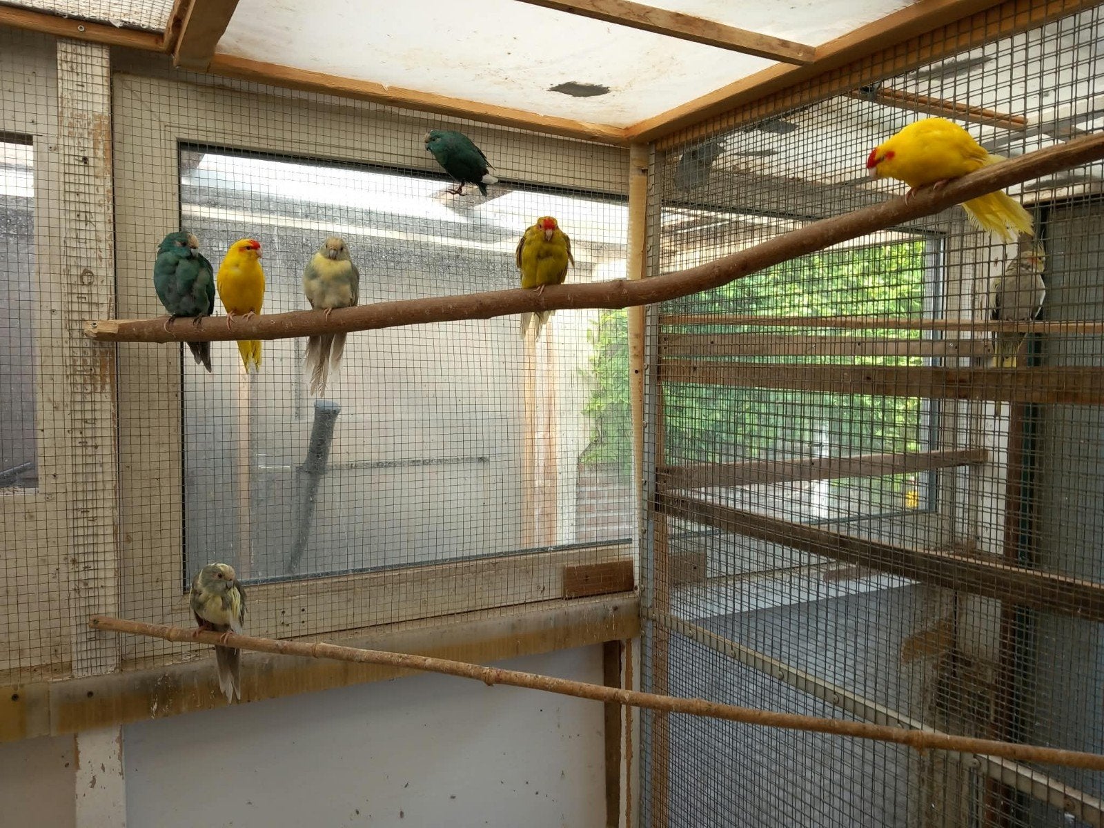 7 kakariki's, Meerdere dieren