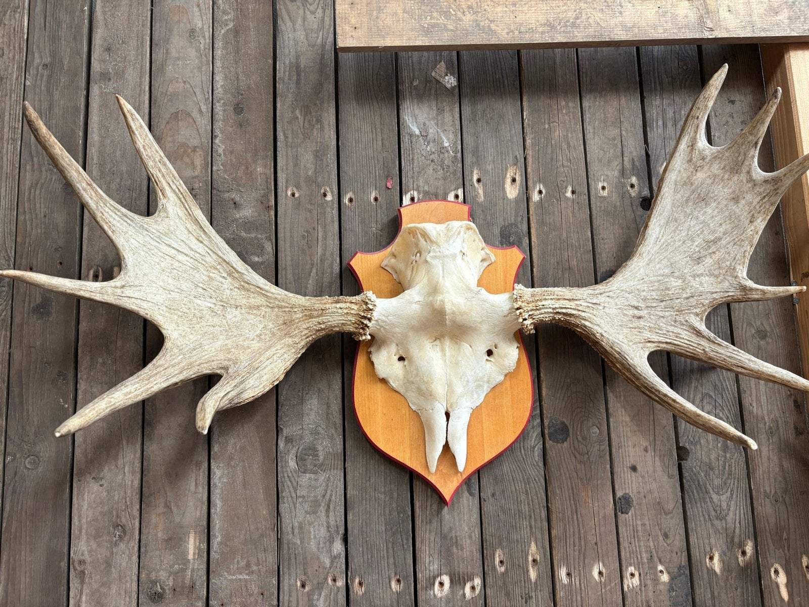 Canadees eland gewei 100 cm breed, Verzamelen, Ophalen