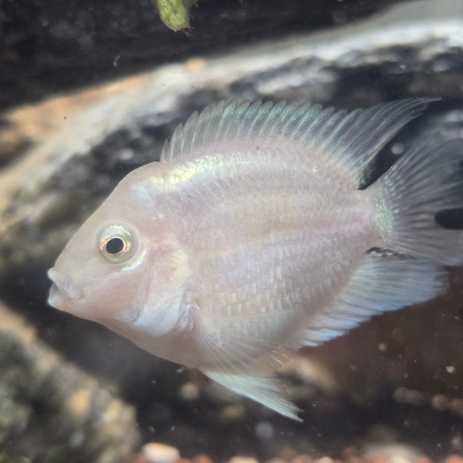 grote white parrot cichliden, Dieren en Toebehoren, Vissen | Aquariumvissen, Vis